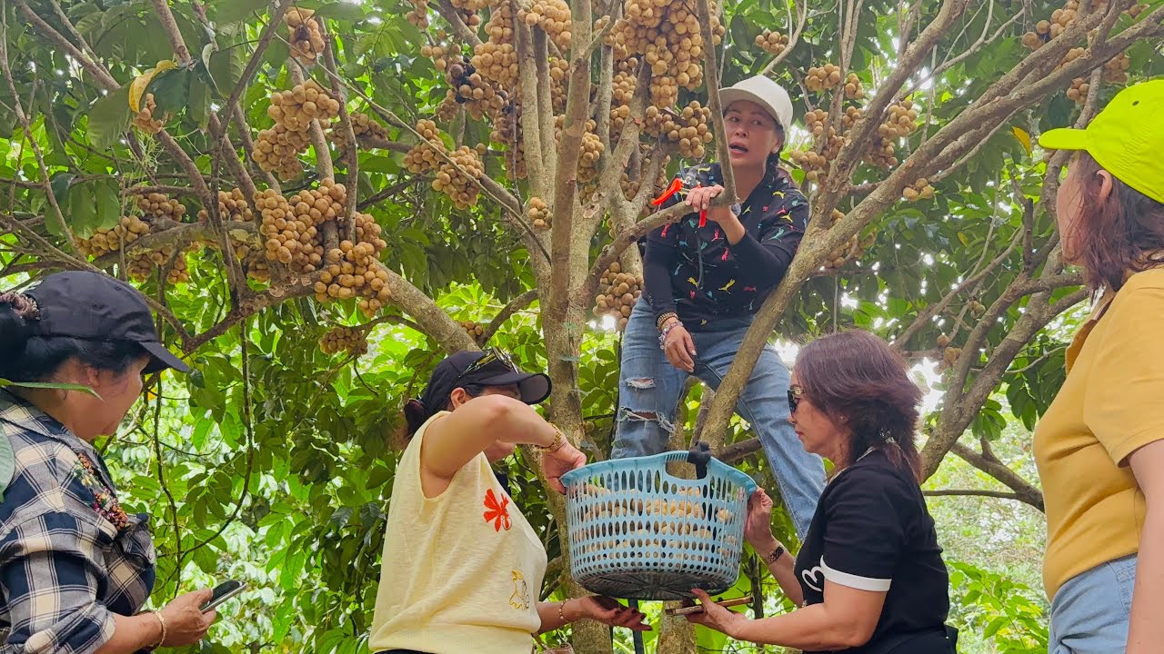 THU HOẠCH BÒN BON SIÊU TRÁI /LONG KHÁNH QUÊ EM 