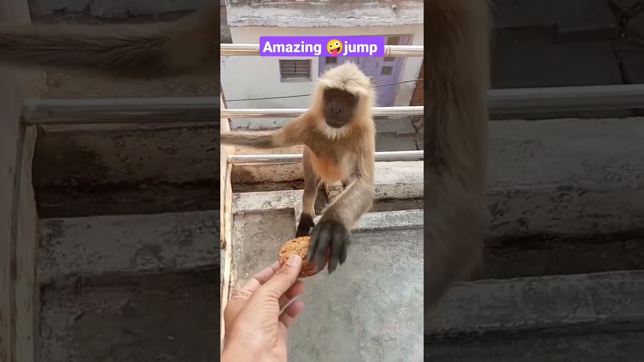 Monkey video।animal। बंदर मामा#shorts #funny #animals #बंदर #viral #bendra 🙏
