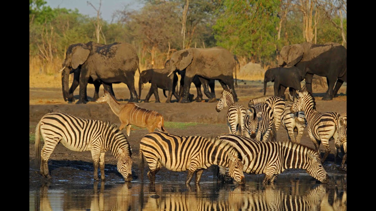 Epic Zimbabwe - Hwange & Mana Pools