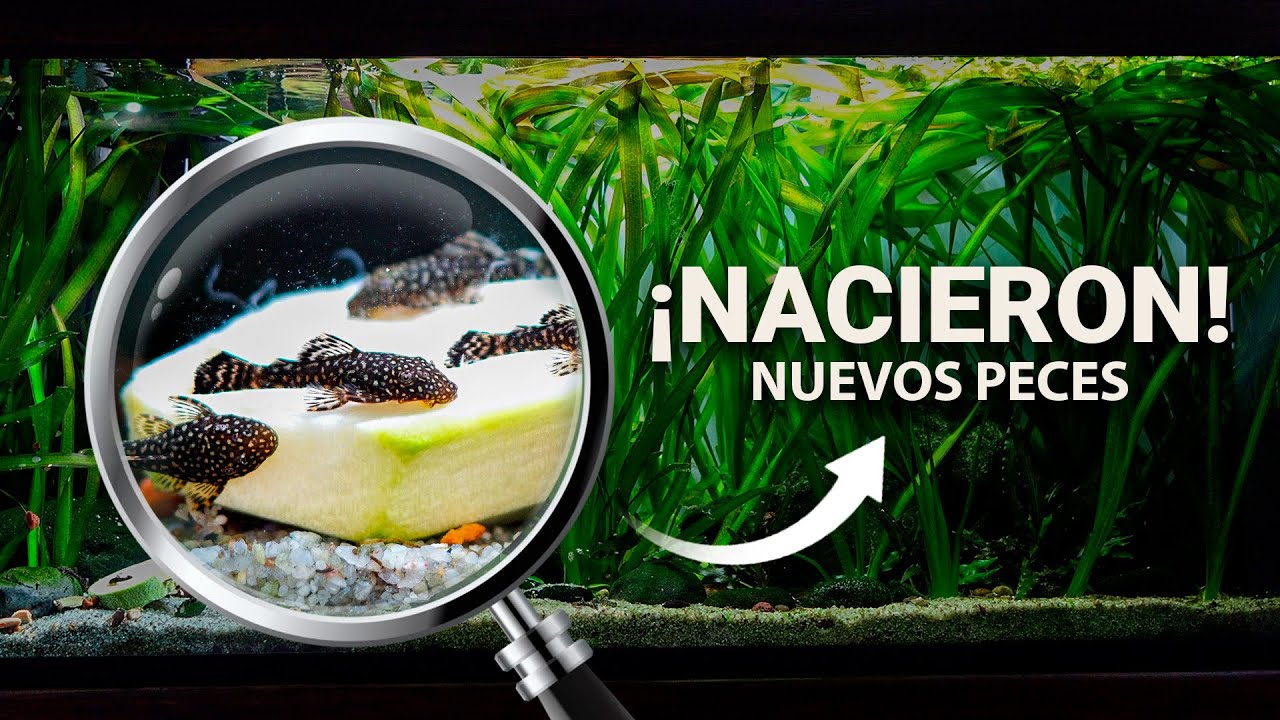 ¡NACIERON en mi ACUARIO sin avisar! Te presento a los NUEVOS peces del Fish Room