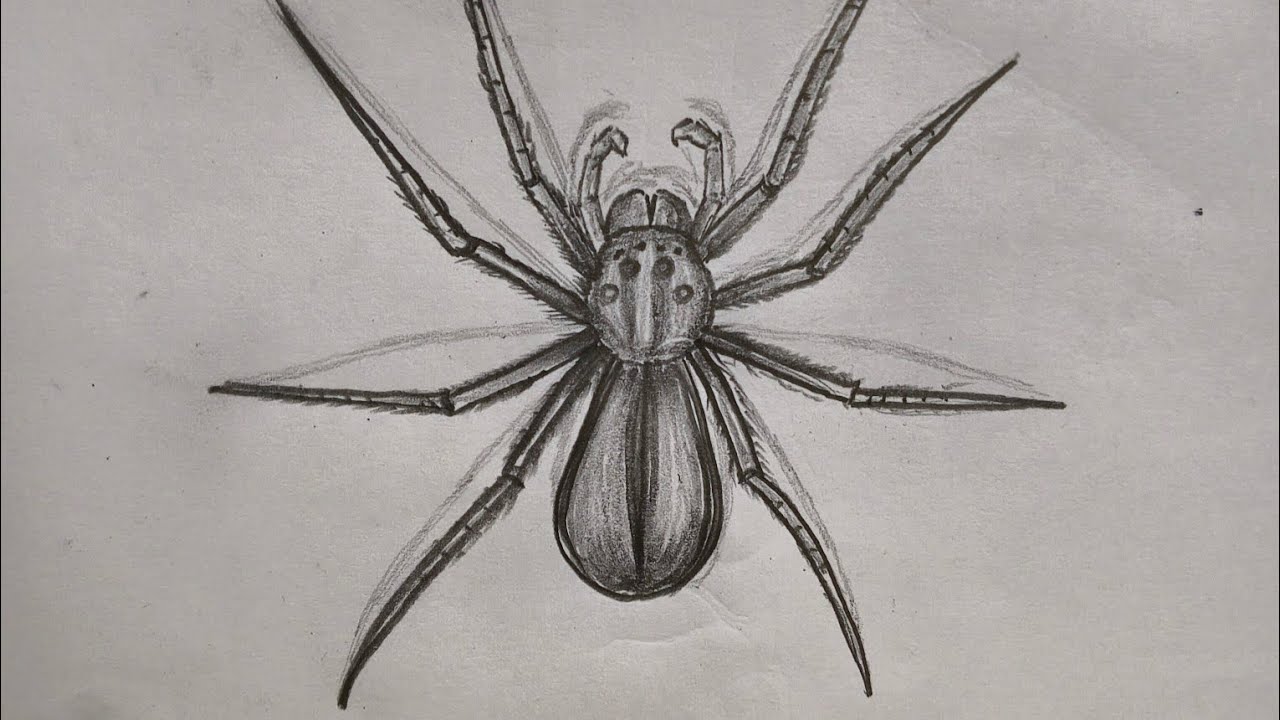 How to draw a spider. Spider drawing. Budhiani drawing. Budhiani