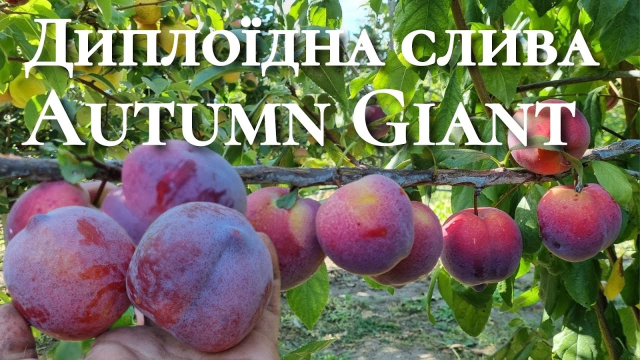 Слива Аутомн Гігант.Пізній крупноплідний сорт сливи для зберігання.
