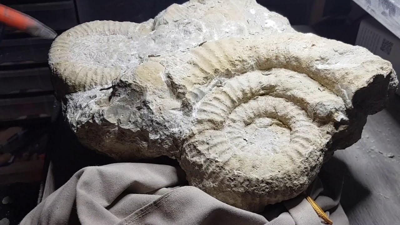 Dégagement d'un bloc d'ammonites du Boulonnais
