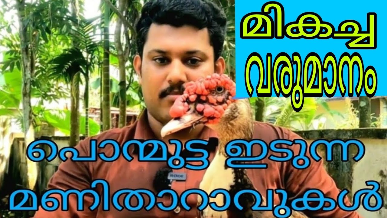 പൊന്മുട്ട ഇടുന്ന മണിതാറാവുകൾ || മാസം മികച്ച വരുമാനം || Muscovy Ducj || flyingduck