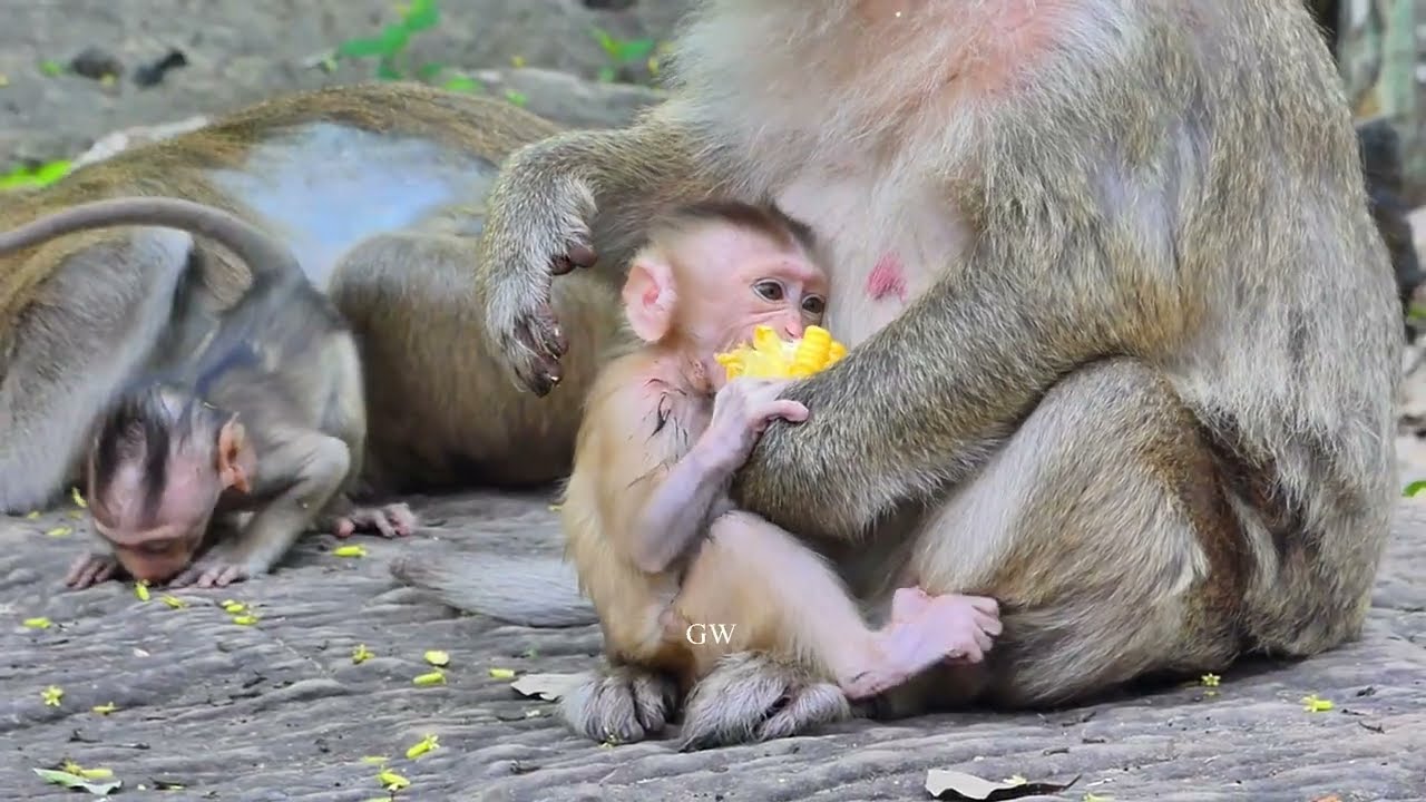 The gentle cute baby monkey's health recovered as before, with active fascinating