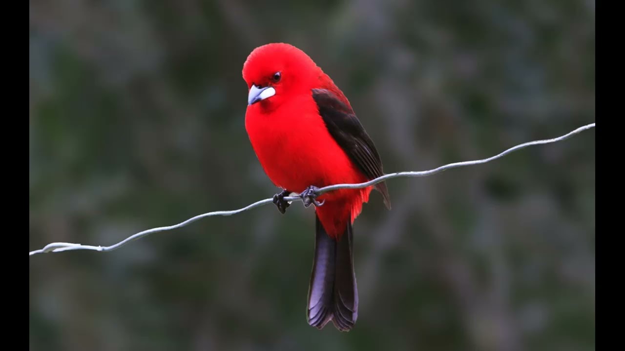 Melhor Canto de Tiê  Sangue para Esquentar e Treinar seu Pássaro