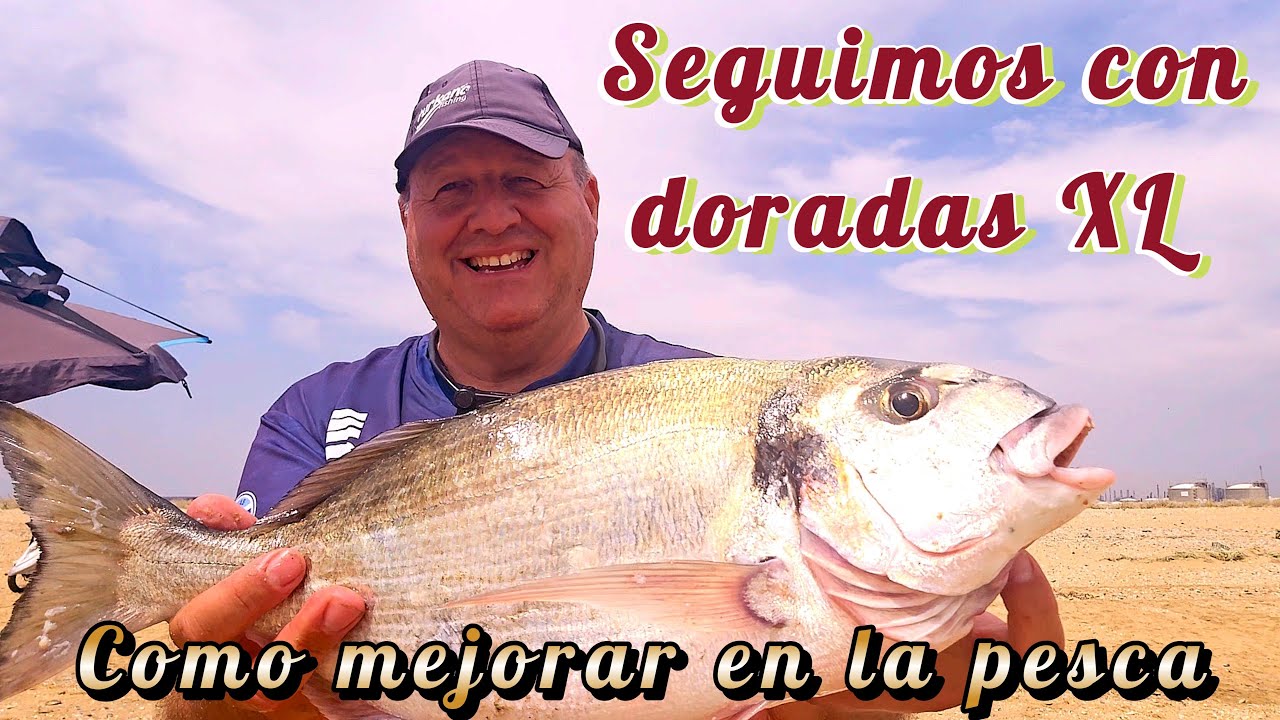 PESCA SURFCASTING DORADA XL Y CONSEJOS PESCA