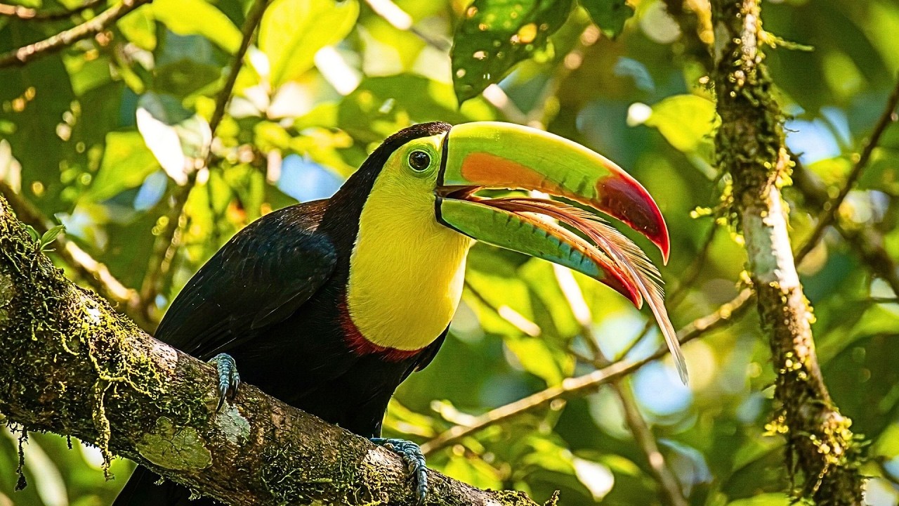 Look Inside His Beak! The Weirdest Tongue in Nature