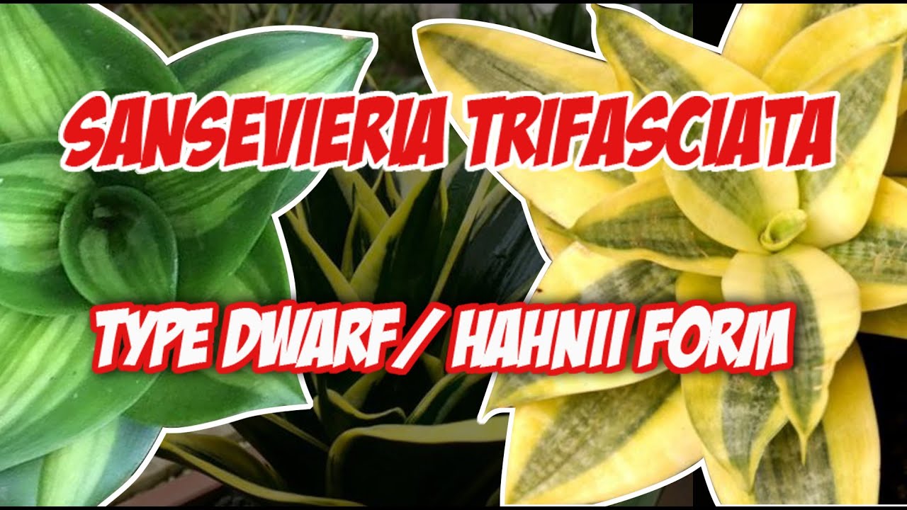 JENIS SANSEVIERIA TRIFASCIATA TYPE DWARF/ VARIAN HAHNII