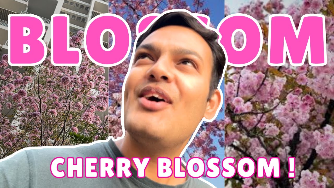 Cherry Blossom Season in Our Society 🌸 | Peaceful Long Vlog