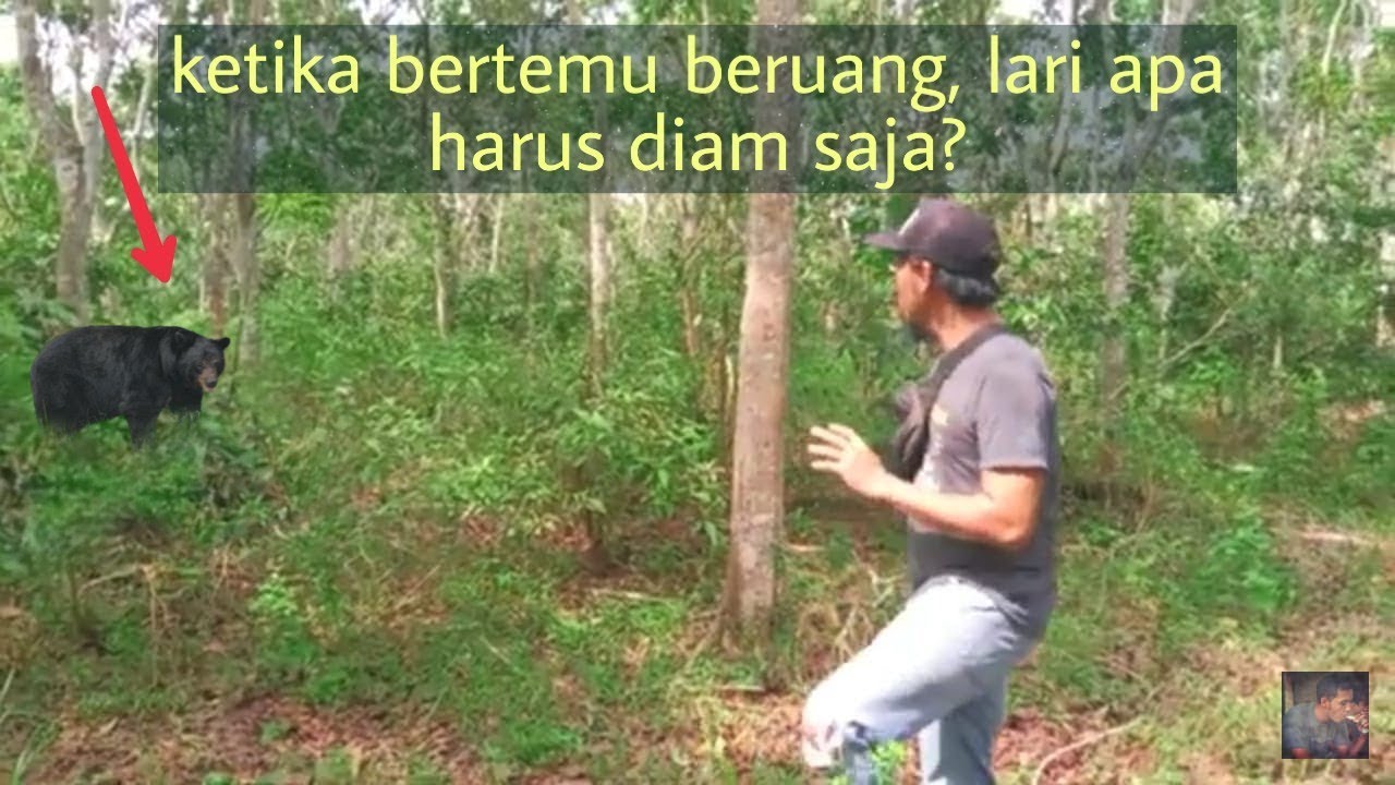 Cara selamat!!!  Ketika bertemu dengan beruang madu | fh88