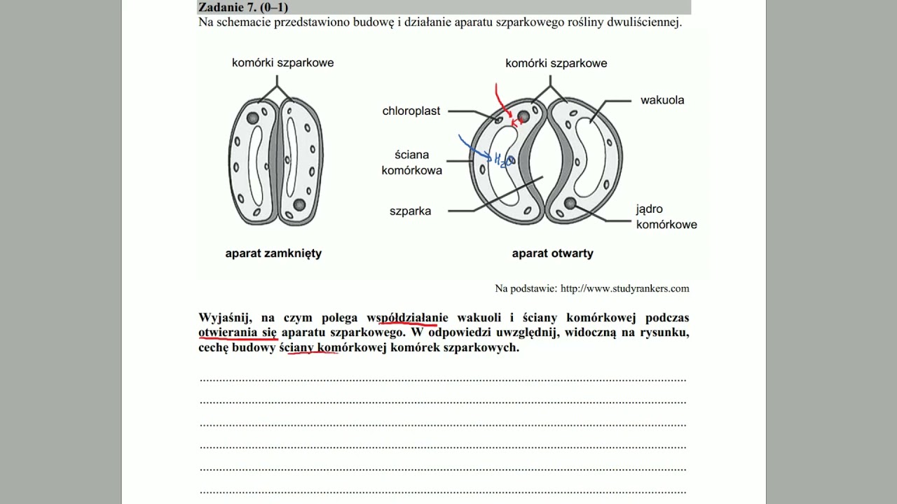 FIZJOLOGIA ROŚLIN - Regulacja otwierania aparatów  - ZADANIA MATURALNE Z BIOLOGII 🌱szparkowych