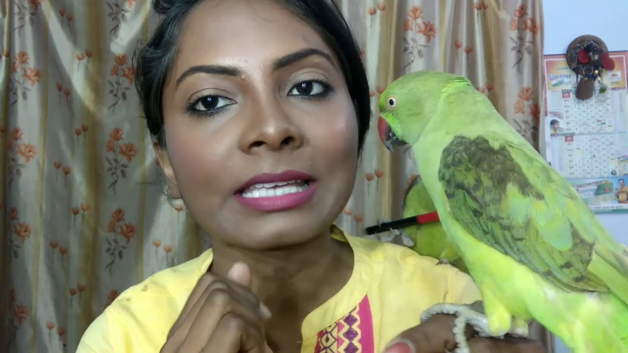 How to identify male and female indian ringneck parrot ? HOW TO TRAIN INDIAN RINGNECK PARROT TO TALK