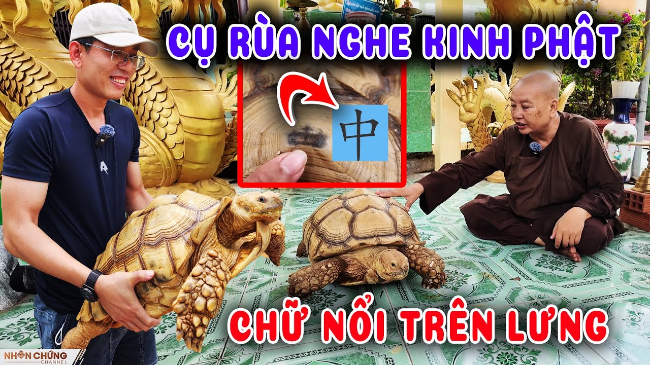 Chuyện lạ cụ Rùa khổng lồ nghe kinh Phật, nổi chữ trên lưng trong ngôi chùa miền Tây