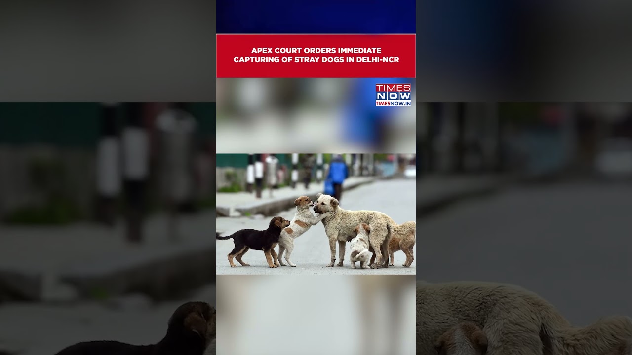 Supreme Court Orders Capturing Of Stray Dogs In Delhi-NCR, Permanent Relocation To Shelters #shorts