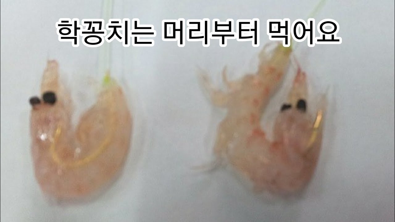 학꽁치낚시.학꽁치미끼.학꽁치낚시비법공유