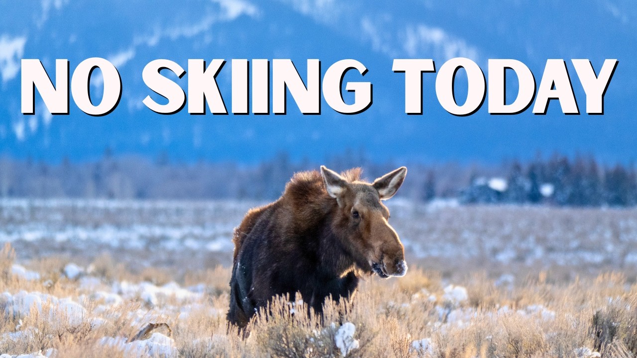 The PERFECT Jackson Hole Non Ski Day (Moose, Elk, Sheep, & Grand Teton)