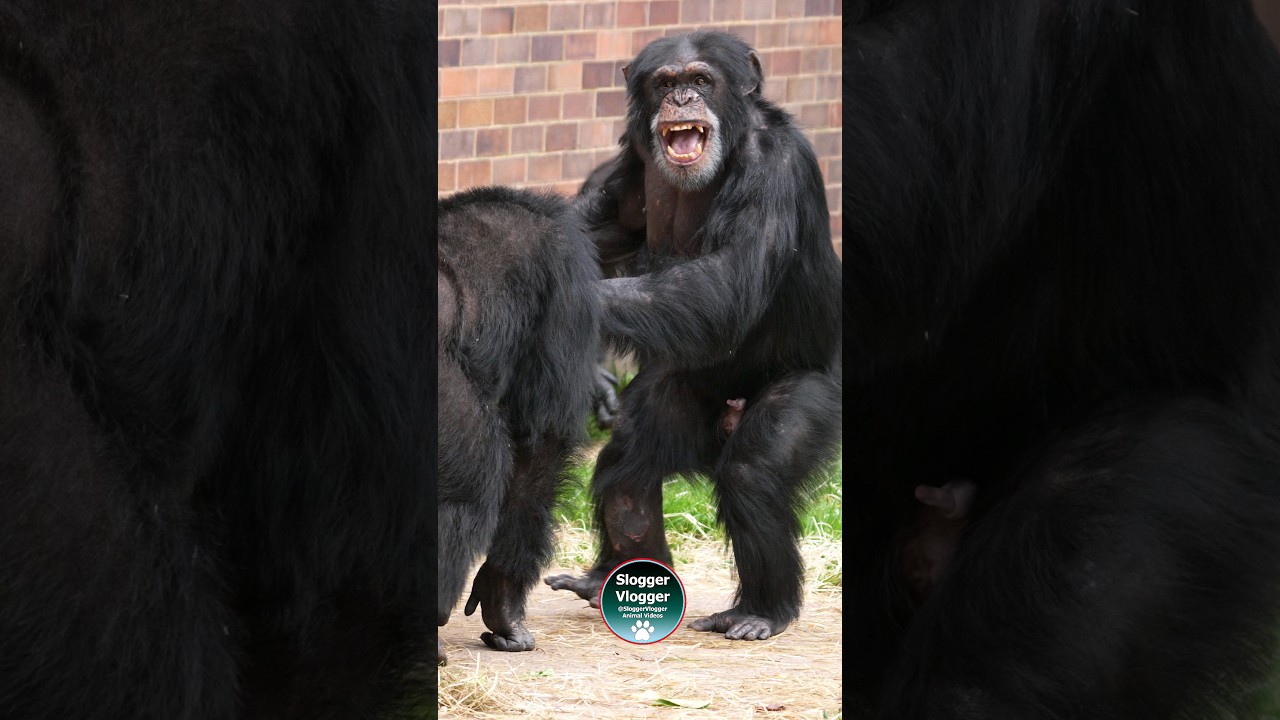 Chester Zoo Chimp Capers #chimpanzee #chester