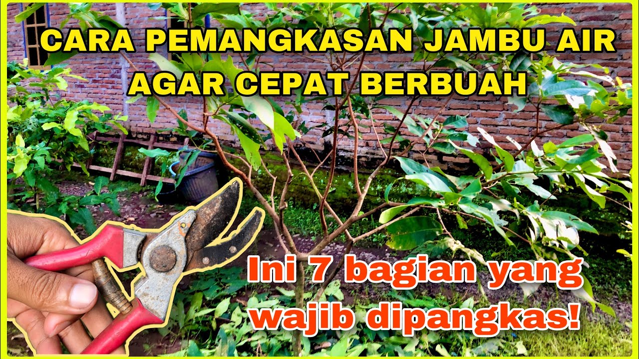 Cara Pemangkasan Jambu Air Agar Cepat Berbuah | Cara Membuahkan Jambu Air