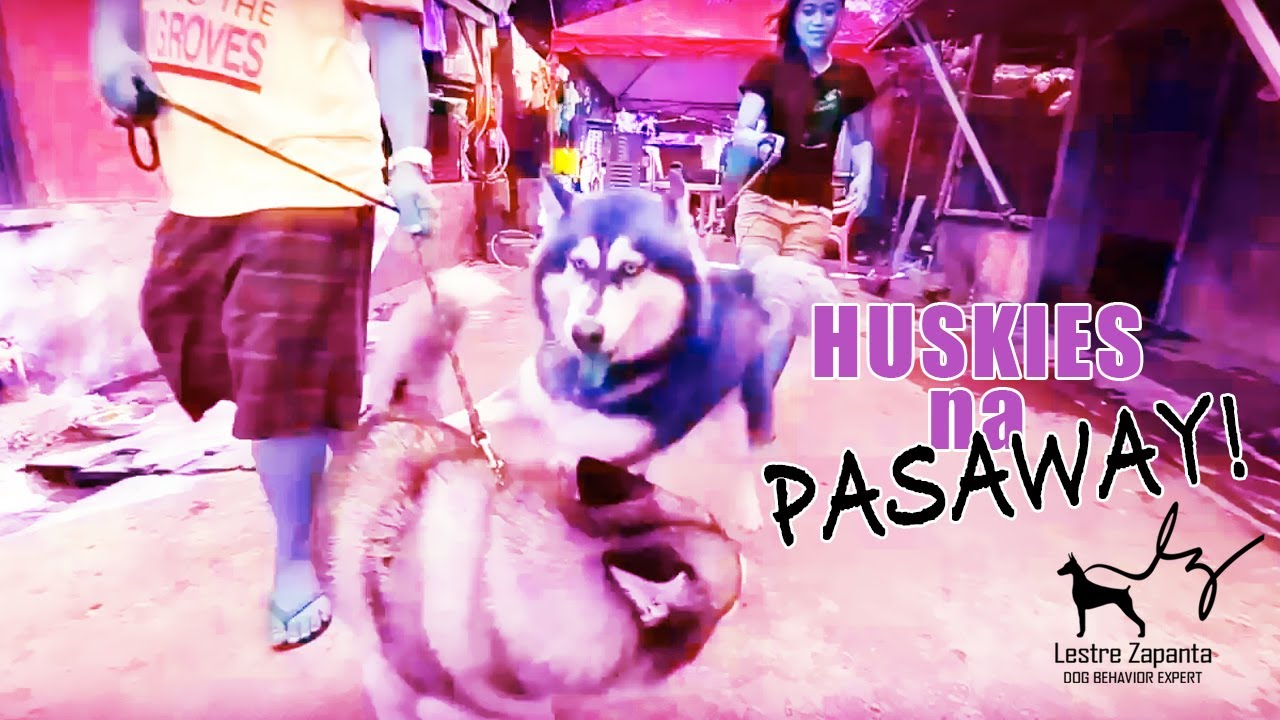 WOOFCAM: Huskies na pasaway (Unruly Huskies)