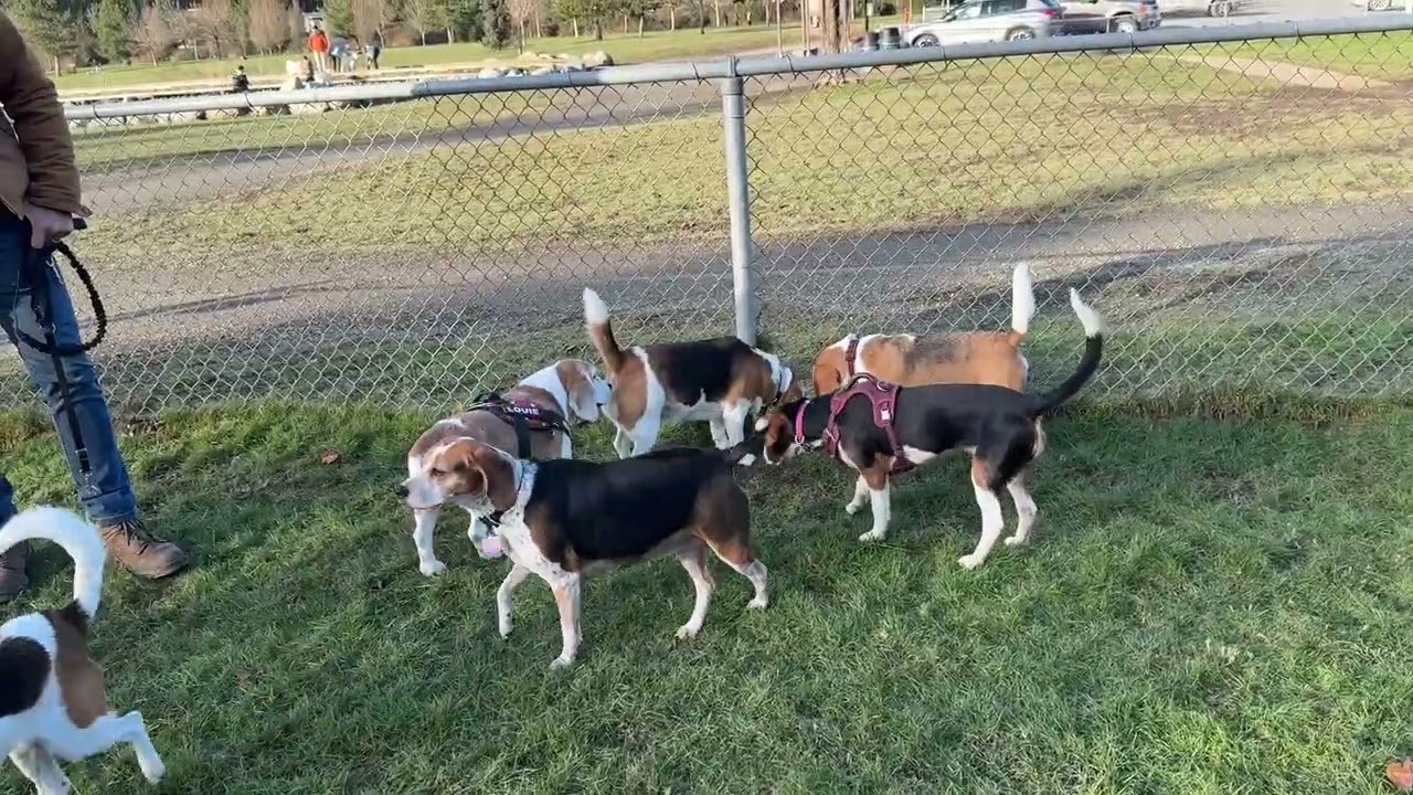 January 2026 Beagle Meetup