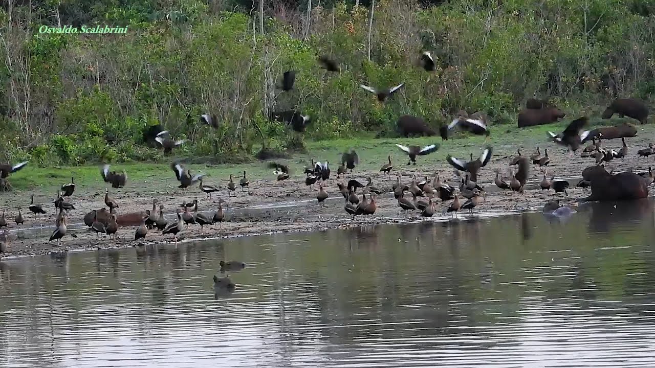MARRECA-CABOCLA bando (DENDROCYGNA AUTUMNALIS), BLACK-BELLIED WHISTLING-DUCK, MARRECA-ASA-BRANCA.