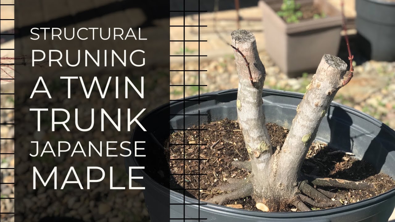 Japanese Maple Twin Trunk pre-bonsai structural pruning day. Basic elements of design.