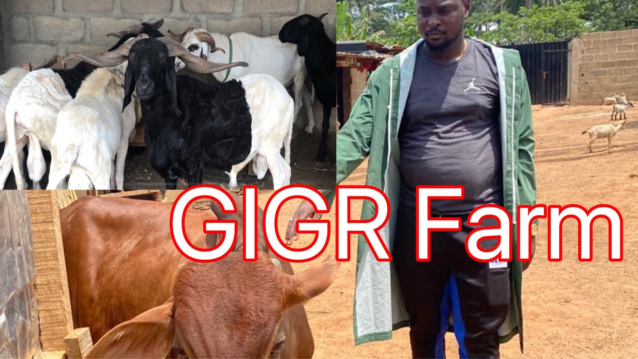 Livestock Farm In Abeokuta - GIGR Farm Vlog 1