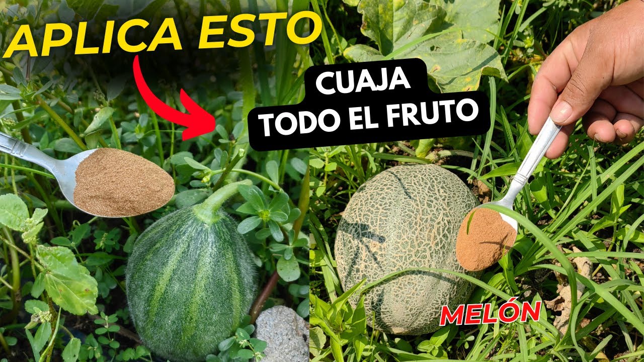 Canela el mejor fertilizante para el cuaje de fruta en plantas de Melón