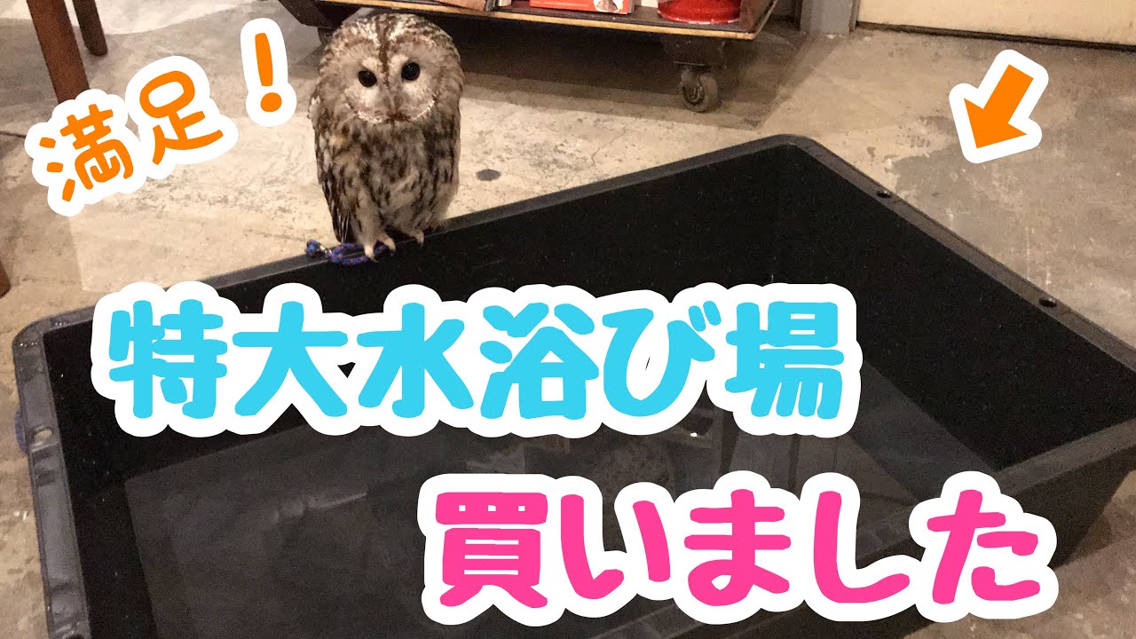 また新しいタライ買いました！今回は特大サイズ！？フクロウ達の反応は、、