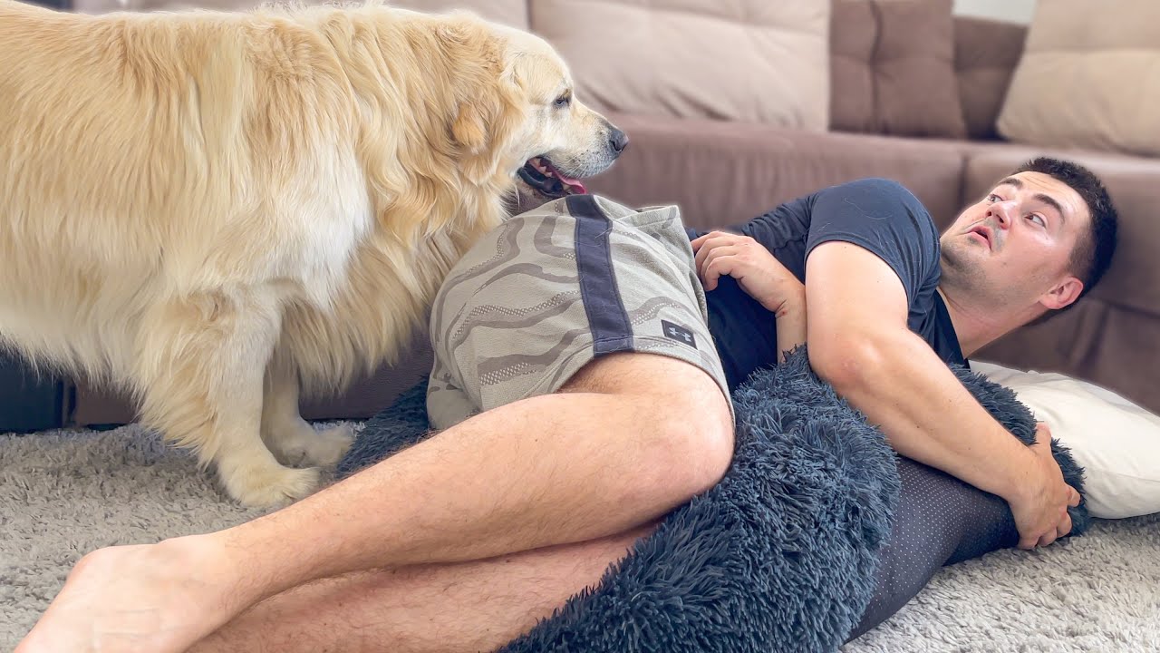 What does a Golden Retriever do when he finds me sleeping in his bed