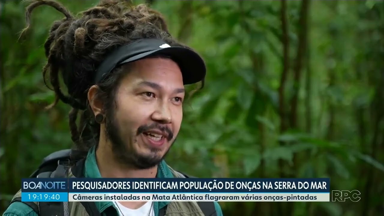 Pesquisadores identificam população de onças pintadas na Serra do Mar, no Paraná | RPC TV
