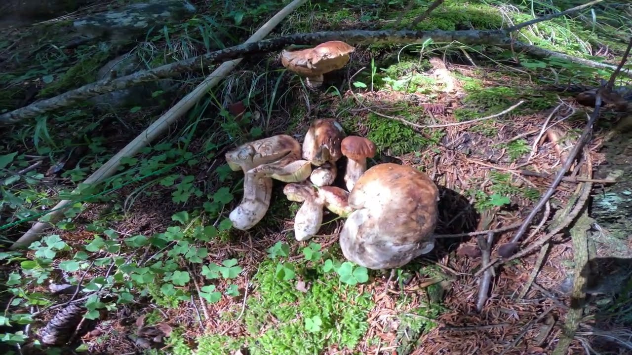 Funghi porcini 2025 🍄‍🟫 22 di agosto ,porcini giganti d'alta quota persi -20 🍄‍🟫!!