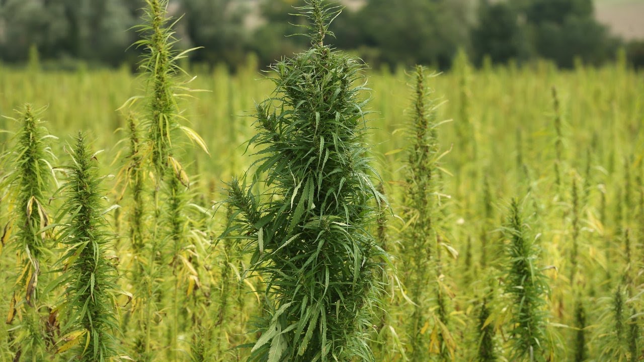 People have been smoking cannabis for millennia