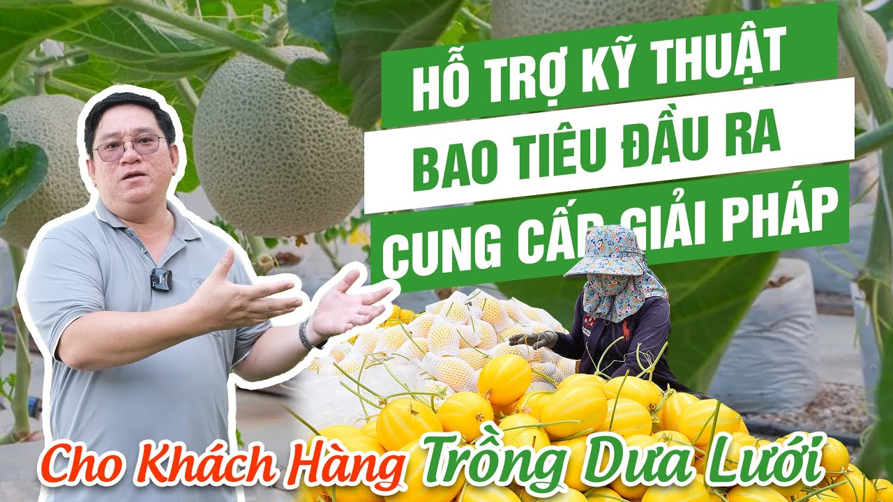 KIEUFARM Sự Lựa Chọn Hàng Đầu Của Nhà Nông Trồng Dưa Lưới
