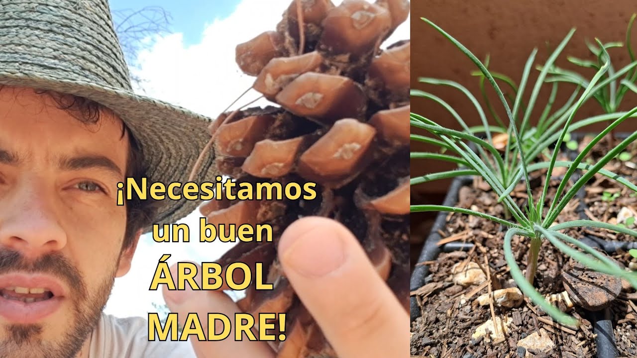 PINOS y PIÑONES: Selección del piñón, germinación y siembra.