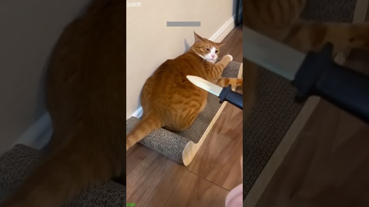 Funniest Cat 🐈‍⬛ Cat Fight 🥰 # Ep 5831