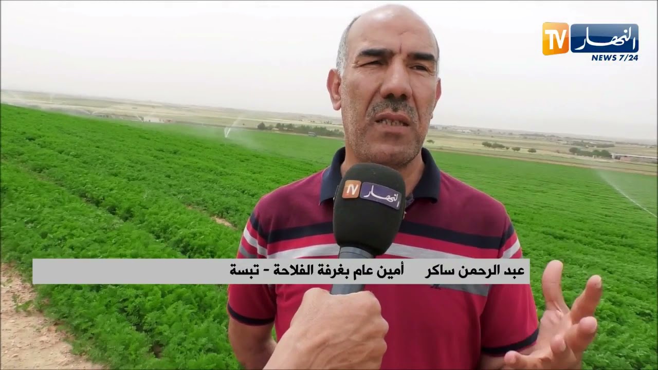 تبسة: بعيدا عن الشعب التقليدية ..عز الدين يحول أرضه إلى مستثمرة لإنتاج الجزر