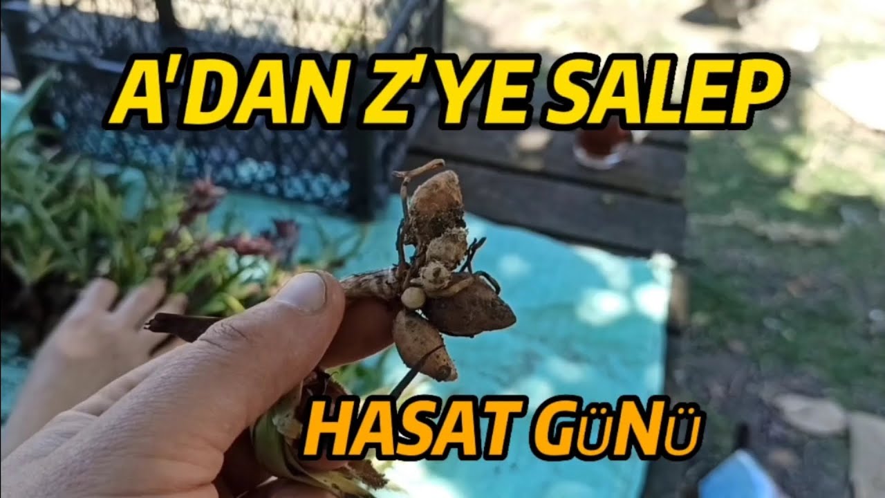 Salep hasadı - Mayıs 2021 - Salep l Salep tarımı - Salep yetiştiriciliği
