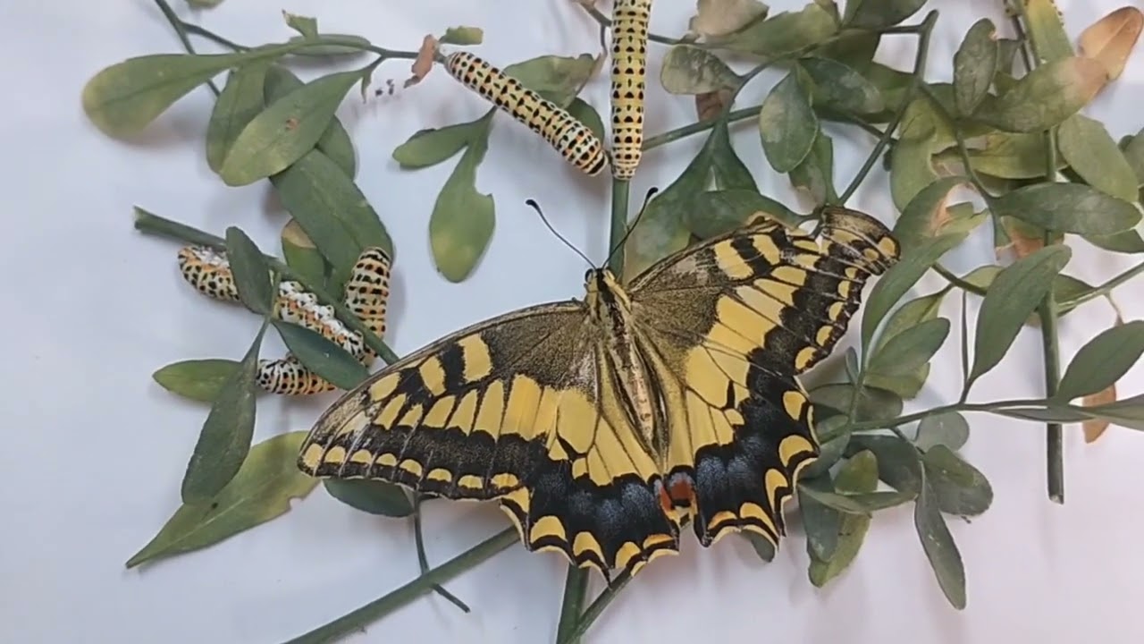 Papilio machaon, the Old World swallowtail adult and larva