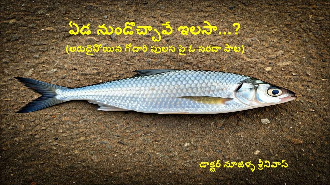 #pulasa - Pulasa - Hilsa - ఏడ నుంచోచ్చావే ఇలసా... - Godavari Pulasa Fish song -Noojilla Srinivas