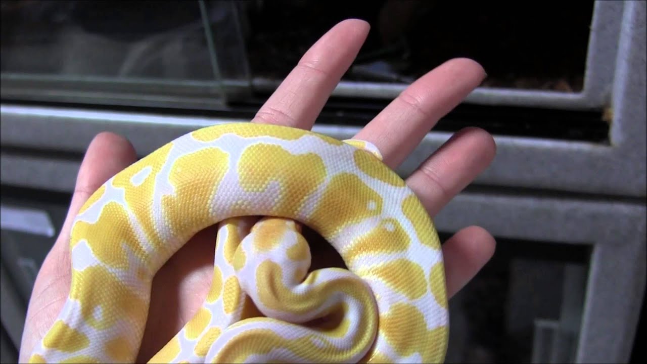 Small Albino Ball Pythons