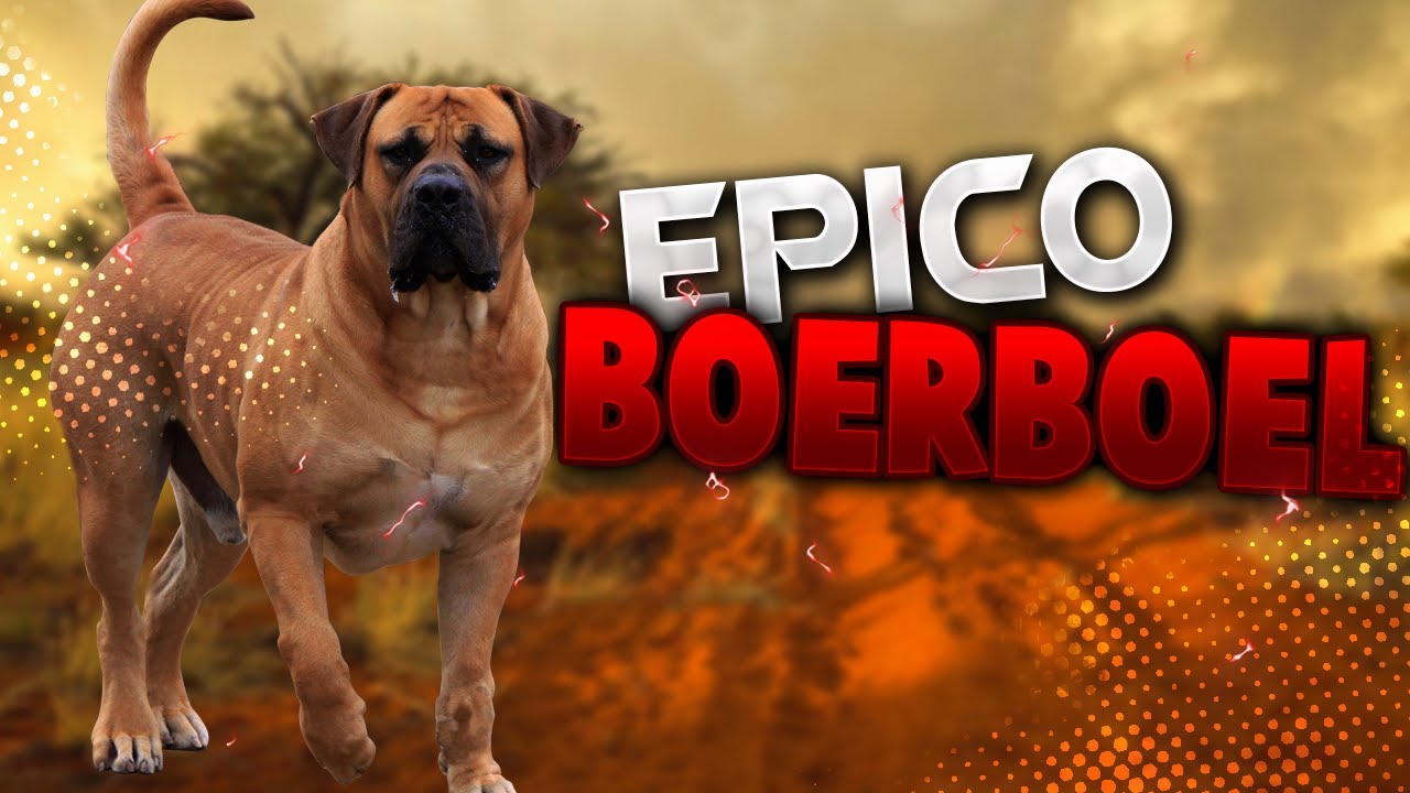 videos EPICOS de perro BOERBOEL 2021|Mr doberman