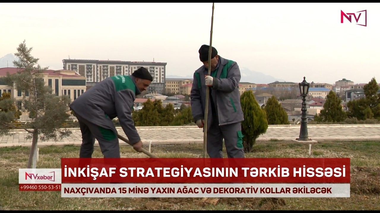 NAXÇIVANDA 15 MİNƏ YAXIN AĞAC VƏ DEKORATİV KOLLAR ƏKİLƏCƏK