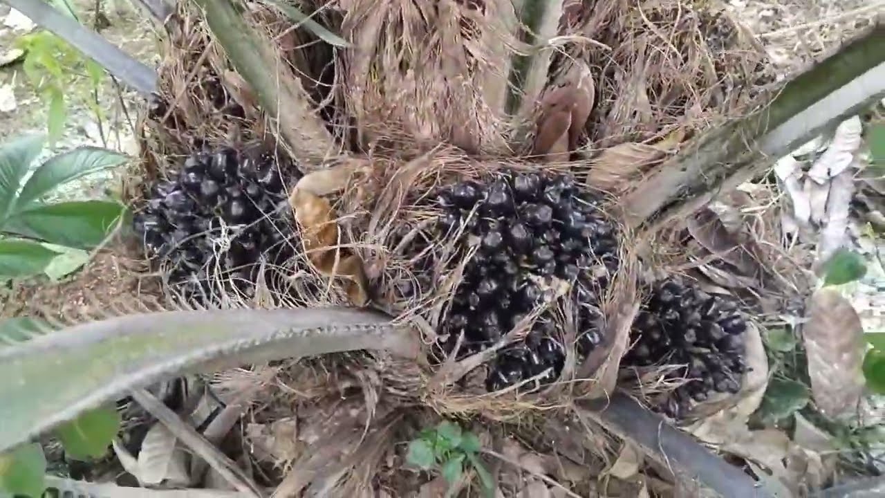 Masih umur 2 tahun tapi buah sdh besar