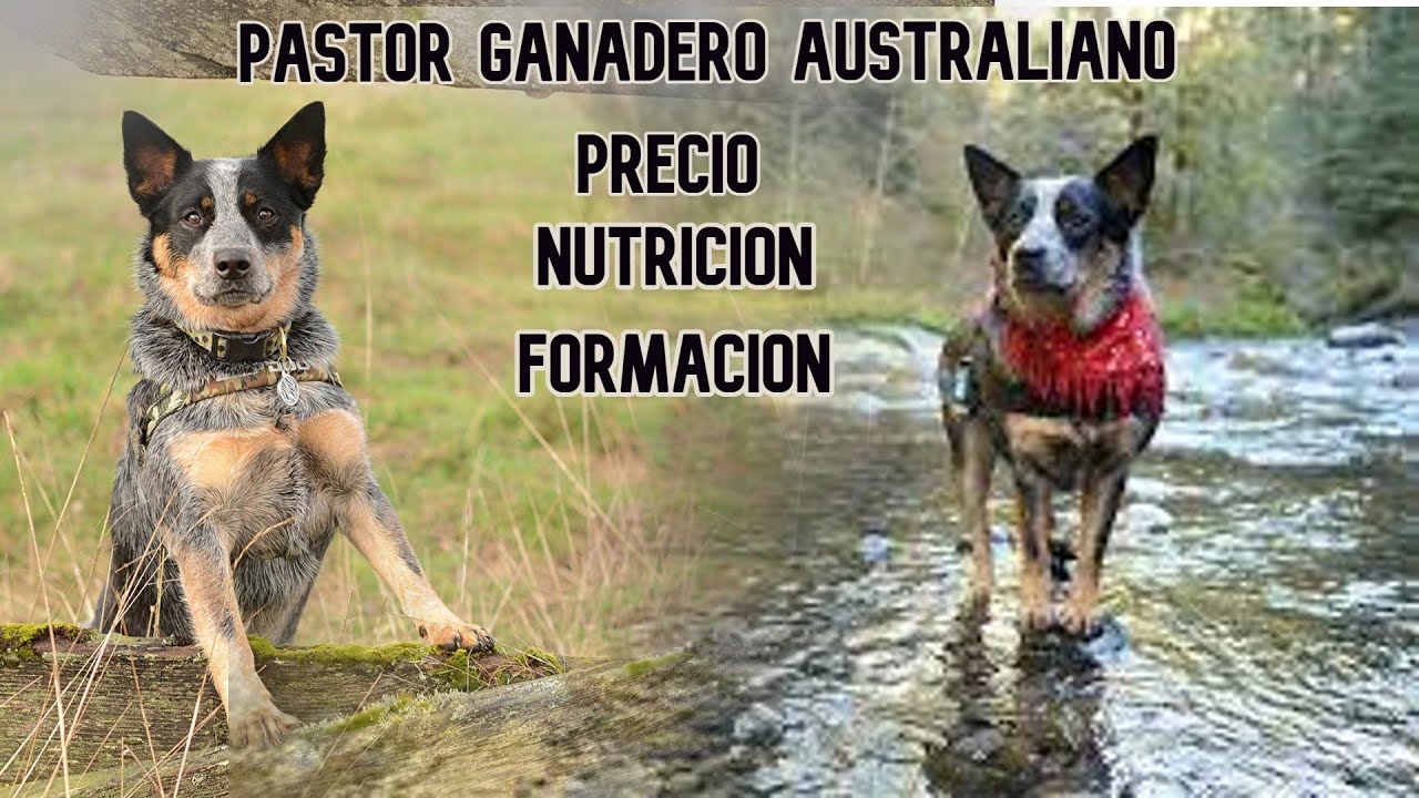 🐕 Pastor ganadero australiano 🐶 Precio,  nutrición ,formación y salud