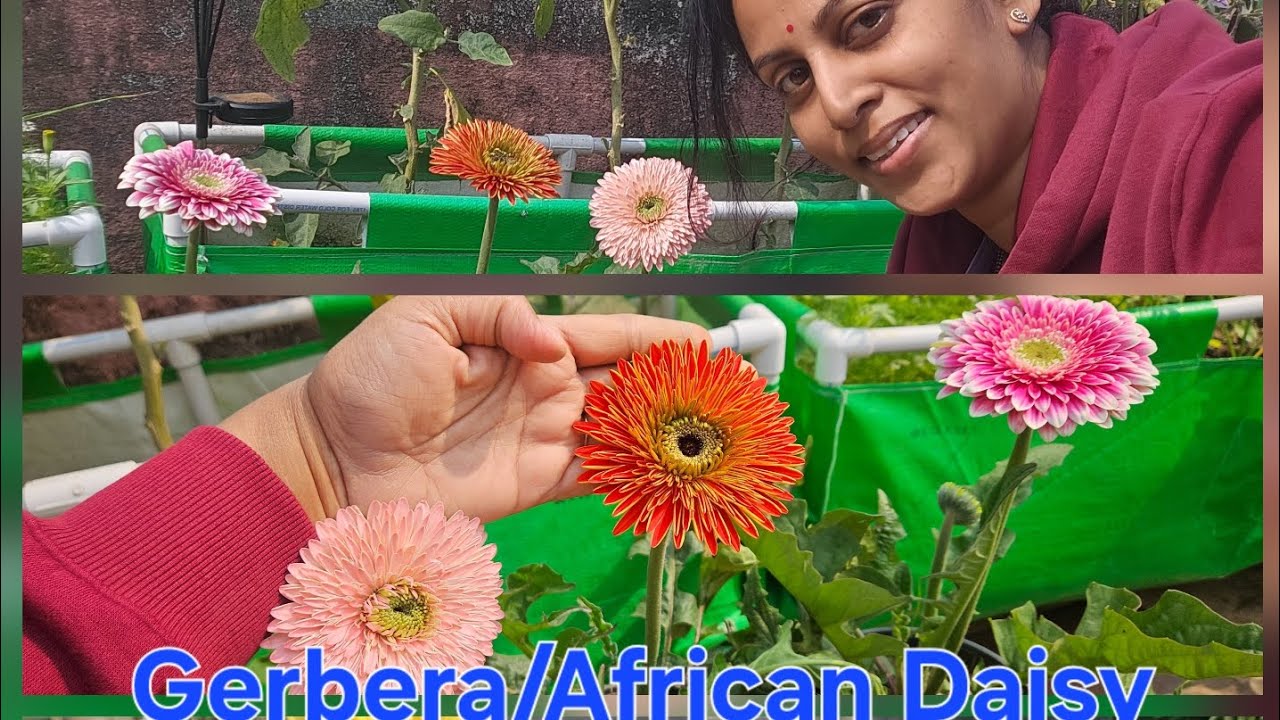 Gerbera को एसे लगाये और सर्दियों में एसे देखभाल करें,Gerbera daisy/african daisy full care guide
