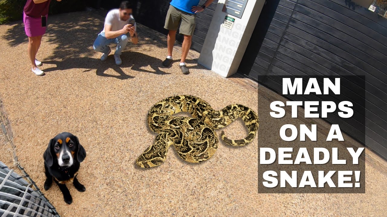 MAN STEPS ON DEADLY SNAKE!