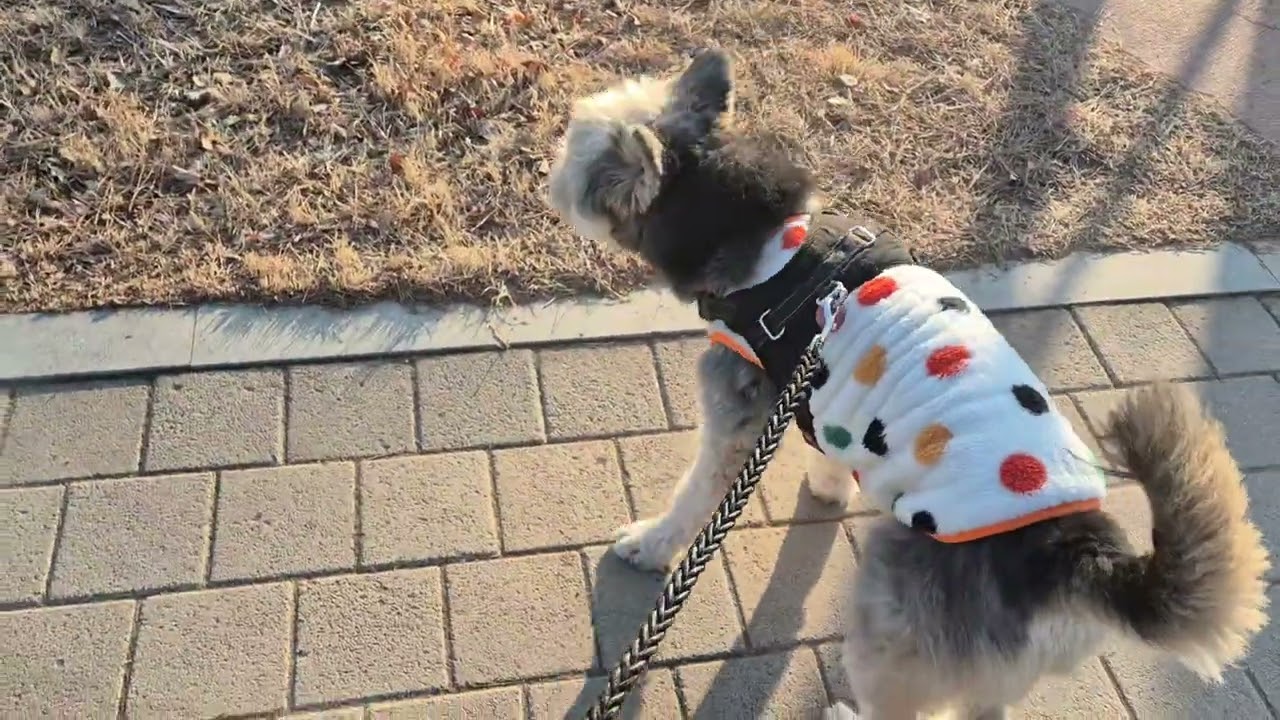 머~~언 길 댕겨 왔어요🎀💞#다육이 #강아지 
