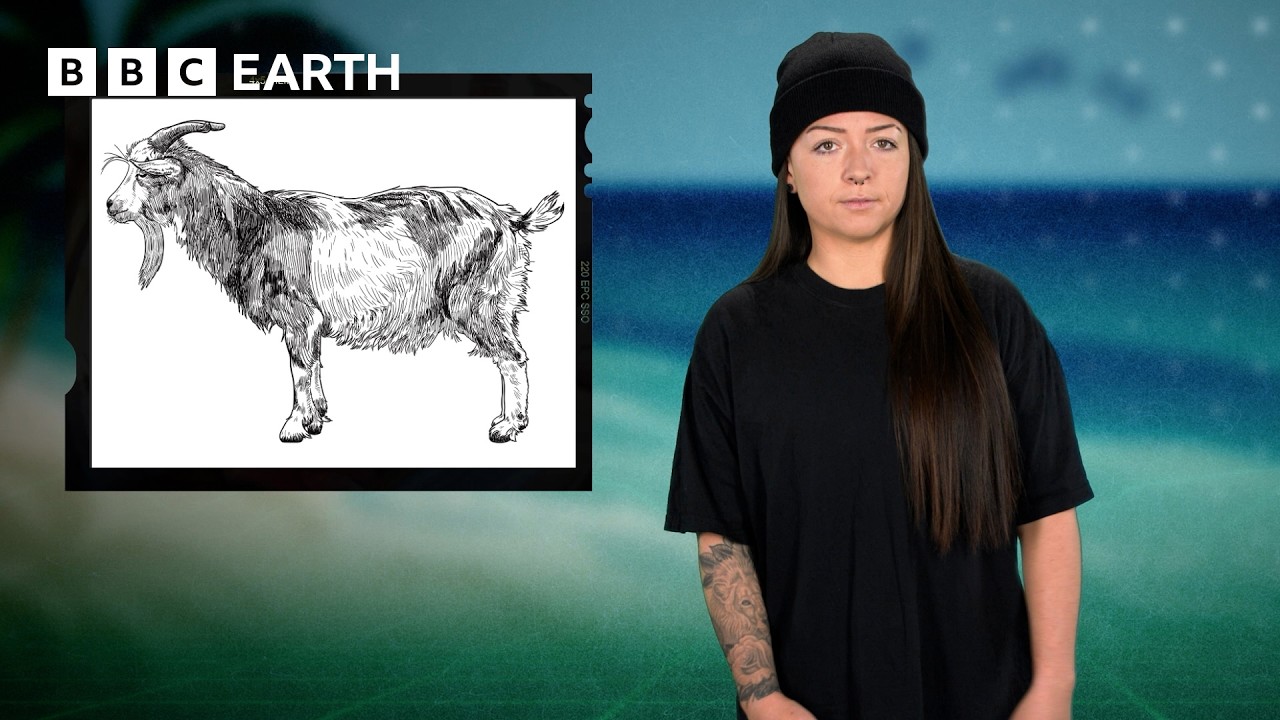 How Goats Nearly Destroyed The Galapagos Islands | Save Our Species | BBC Earth Science